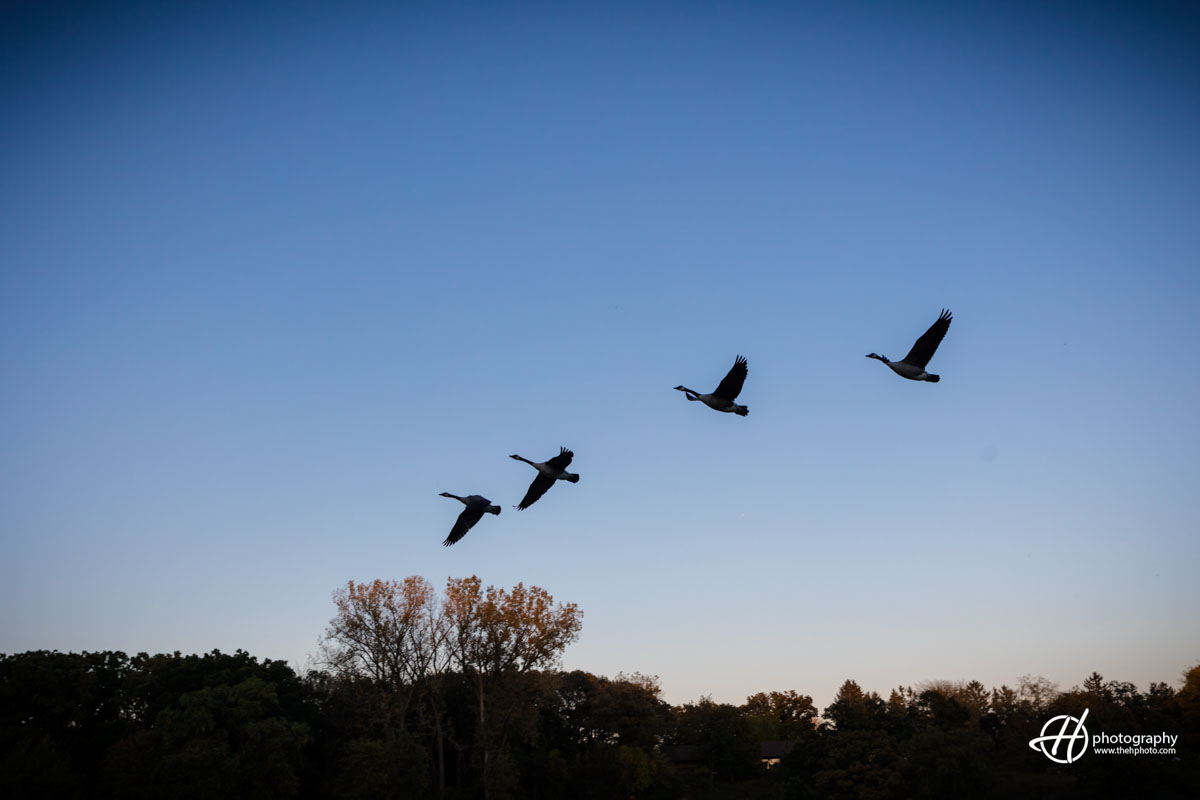 flock of geese flying over the lake 